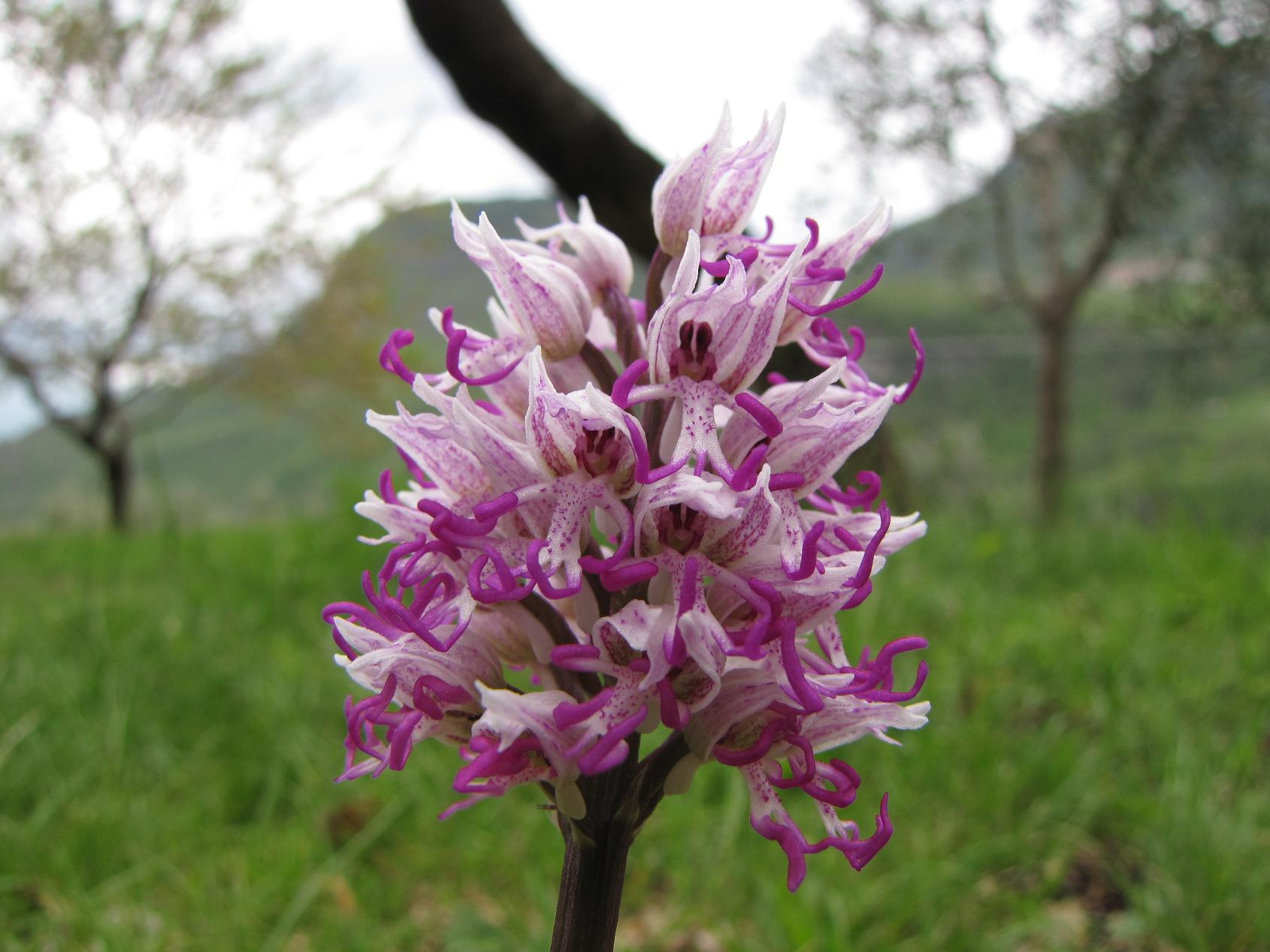 Le nostre prime orchis & ophrys